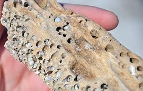 How Shashel Targets Insects Inside Timber